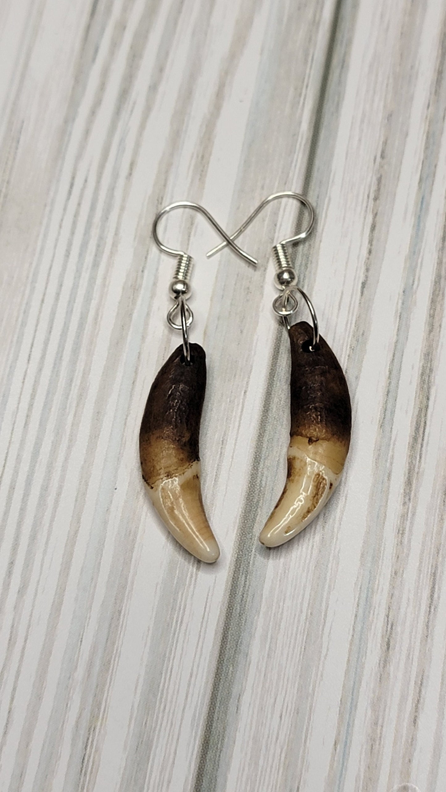 Antiqued Coyote Tooth Earrings - Handmade Boho Chic Jewelry, Artisan Crafted Rustic Viking, Native Style Earpieces, Unique Accessories AQCE